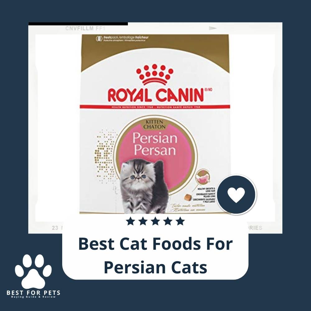11 Best Cat Foods For Persian Cats in 2022