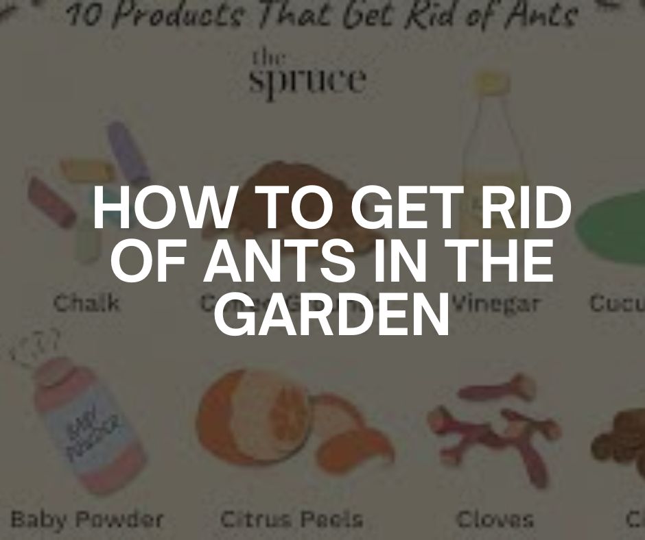 how to get rid of ants in the garden