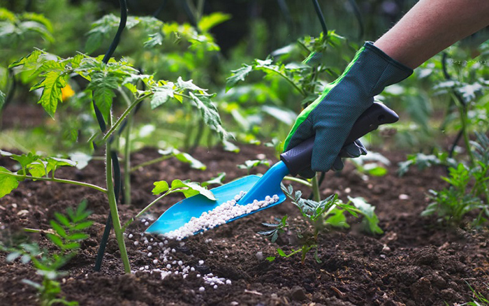 Best Tomato Fertilizer For Containers Of 2022 Best Tomato Fertilizer For Containers Of 2022