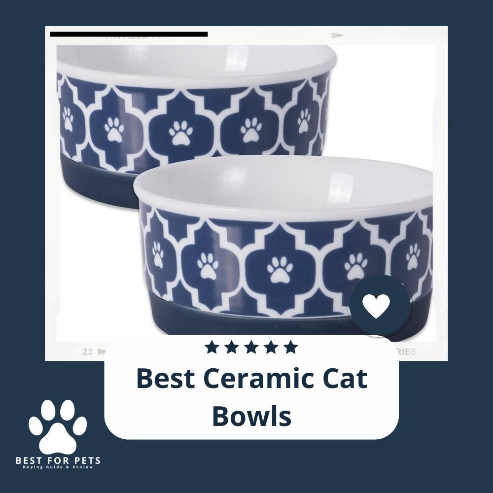 The 11 Best Ceramic Cat Bowls of 2022