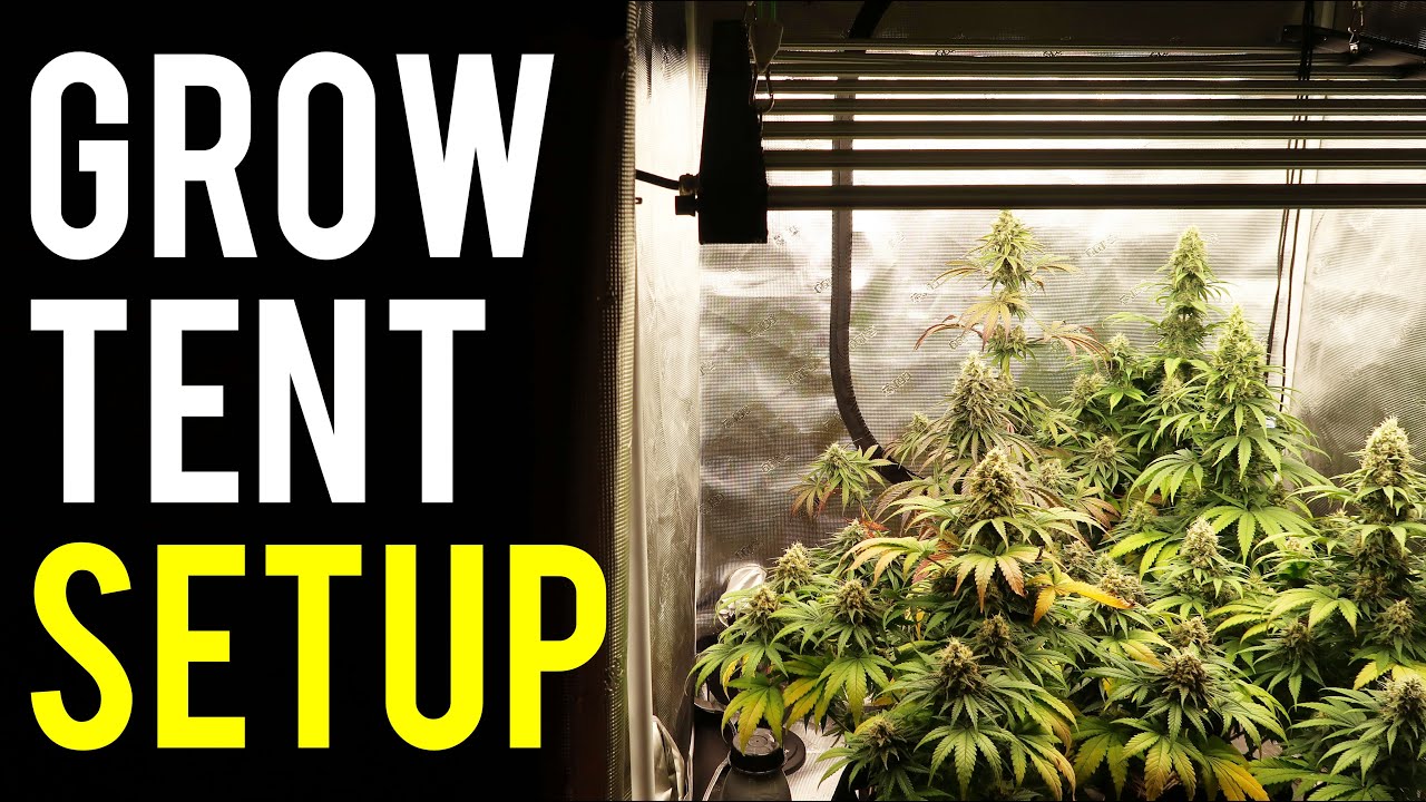 Best 4x4 Grow Tent Kit: - Our Top Picks 2022 Best 4x4 Grow Tent Kit: - Our Top Picks 2022