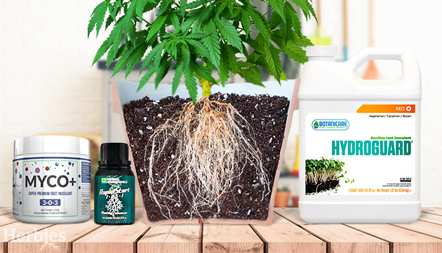 Best Root Stimulator For Plants of 2022 Best Root Stimulator For Plants of 2022