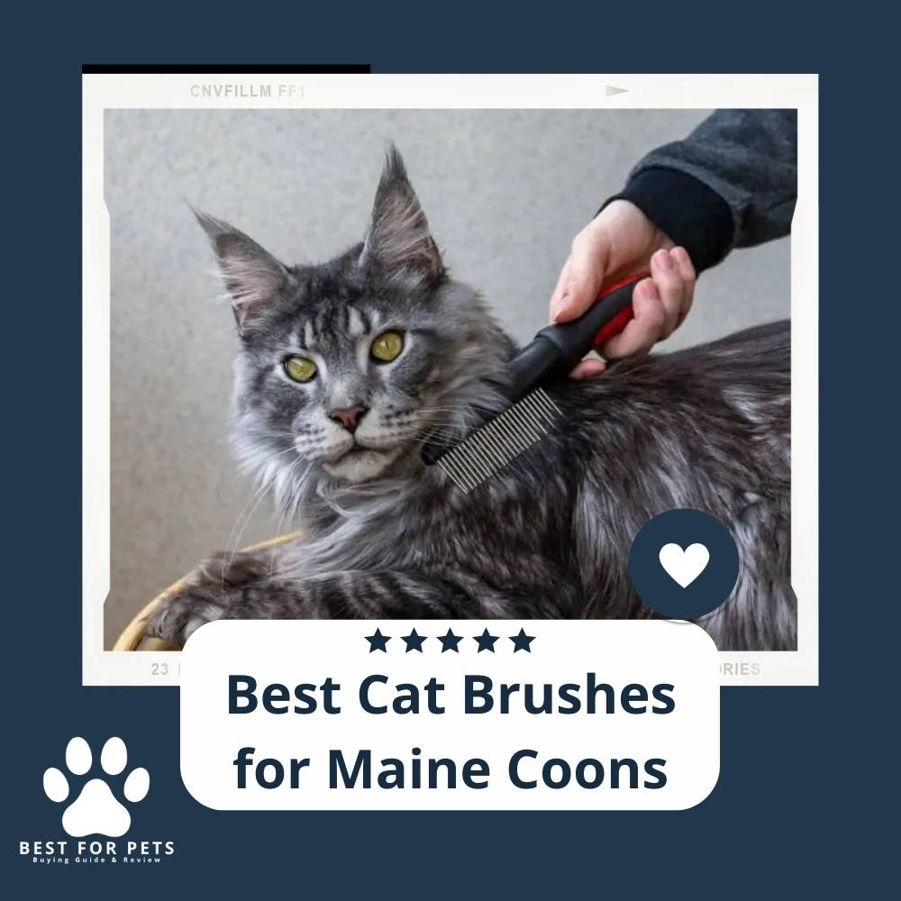 15 Best Cat Brushes for Maine Coons in 2023
