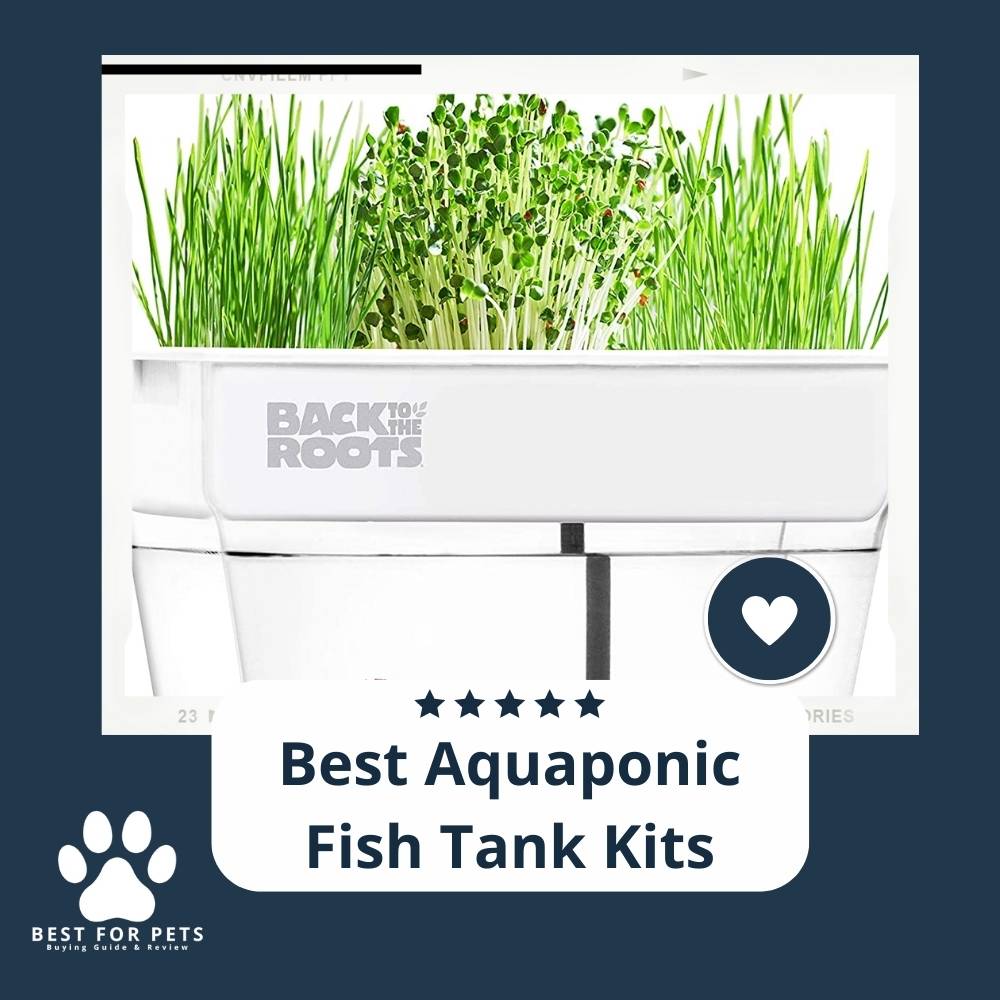 The 9 Best Aquaponic Fish Tank Kits of 2022 The 9 Best Aquaponic Fish Tank Kits of 2022