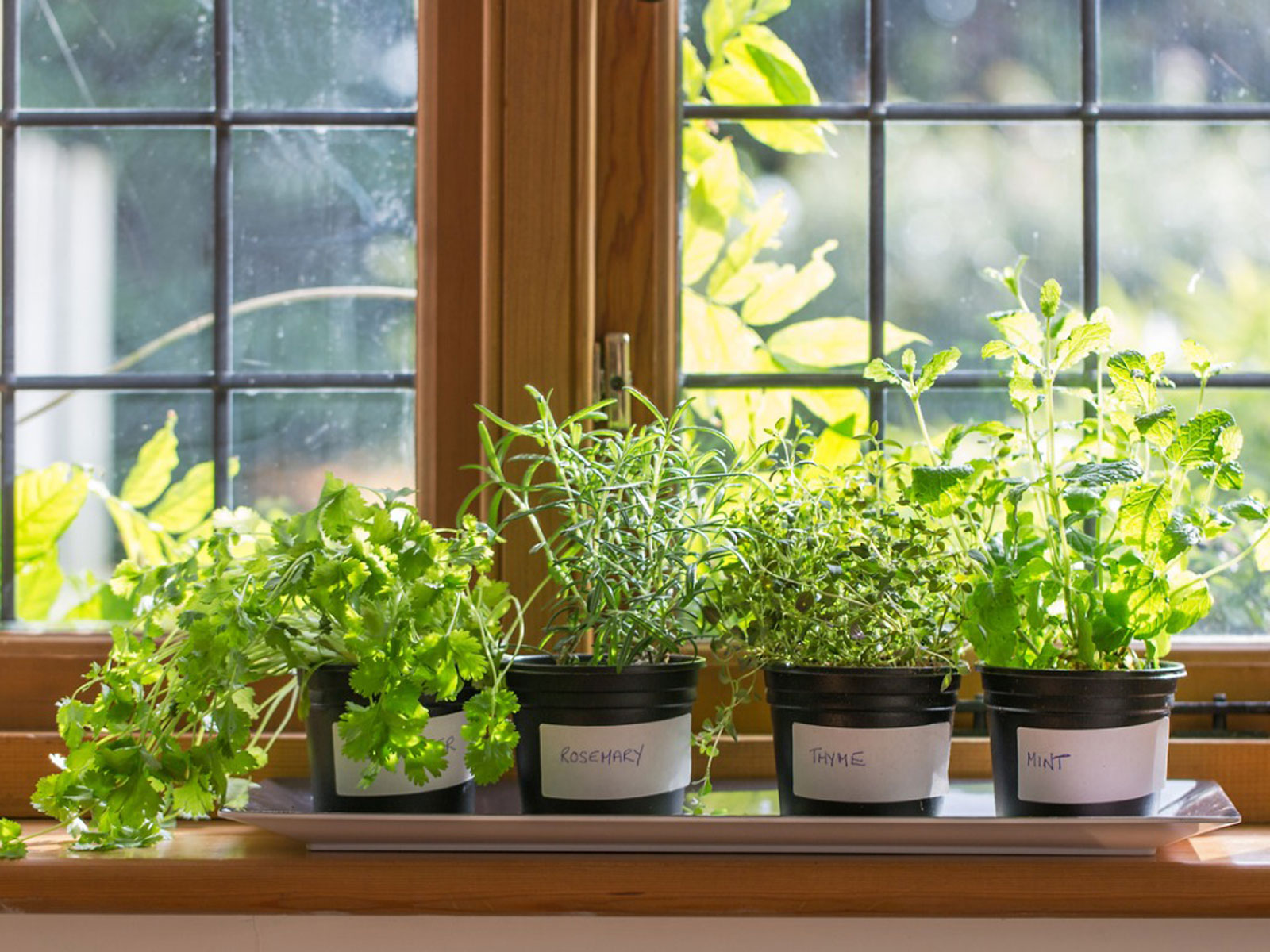 Best Indoor Herb Garden of 2022 Best Indoor Herb Garden of 2022