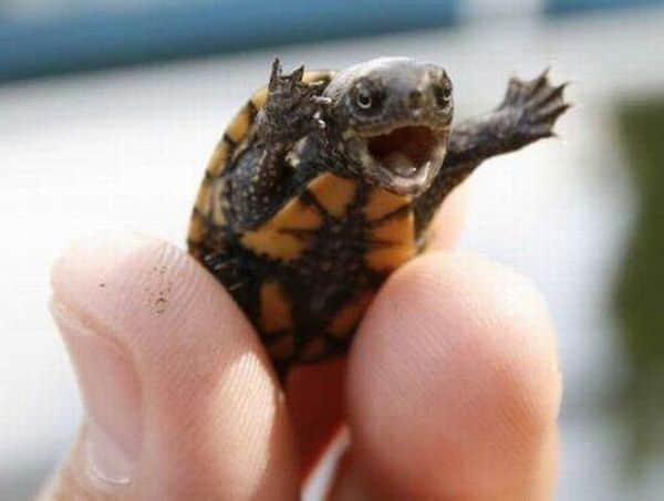 Mini Pet Turtles Mini Pet Turtles