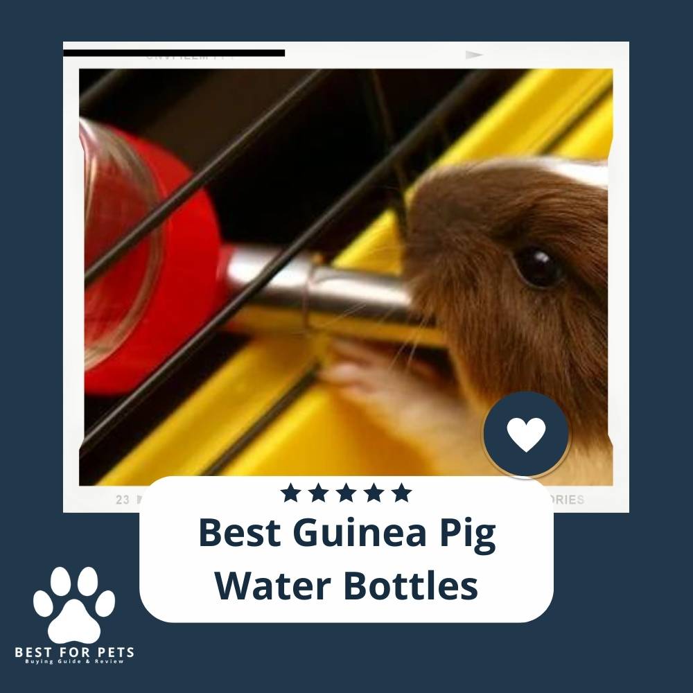 The 10 Best Guinea Pig Water Bottles of 2022