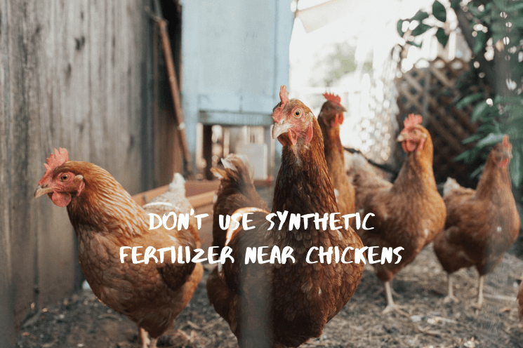 Is Lawn Fertilizer Safe For Chickens Is Lawn Fertilizer Safe For Chickens