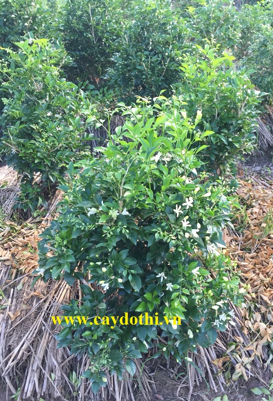 cây nguyệt quế
