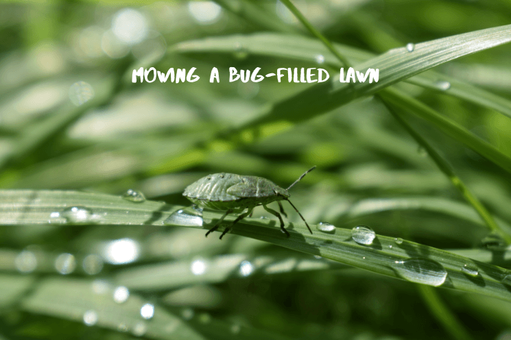 Should You Cut Your Grass Before Spraying for Bugs Should You Cut Your Grass Before Spraying for Bugs
