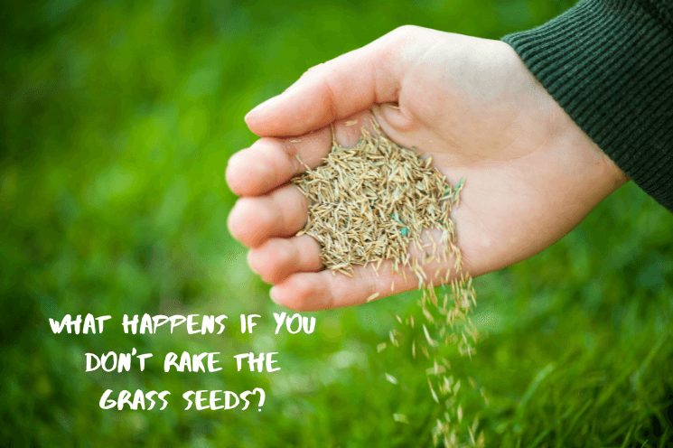 Here’s What Happens if You Don’t Rake In Grass Seed Here’s What Happens if You Don’t Rake In Grass Seed