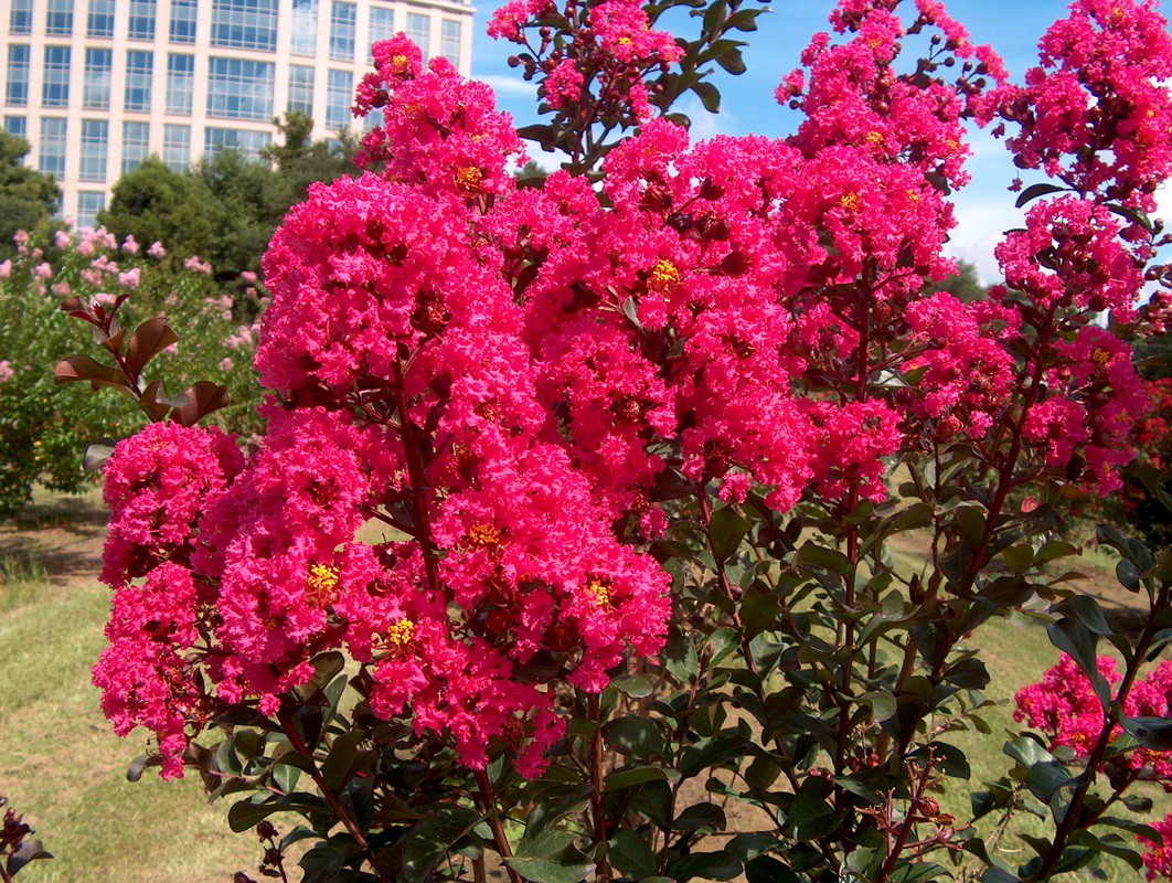 Best Fertilizer For Crepe Myrtles : Review And Buying Guide Best Fertilizer For Crepe Myrtles : Review And Buying Guide