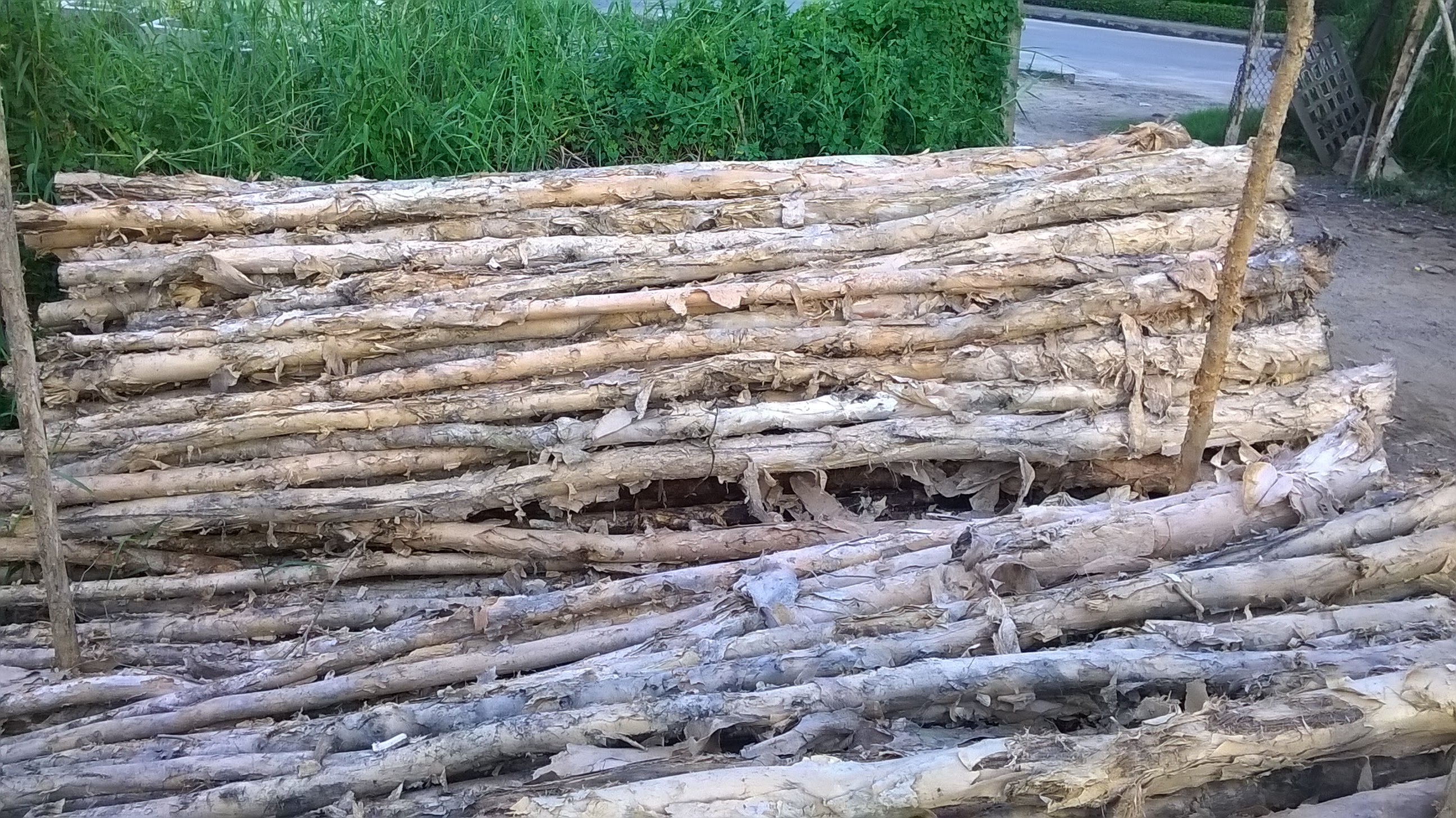 Lợi ích của việc sử dụng cây cừ tràm trong xây dựng.