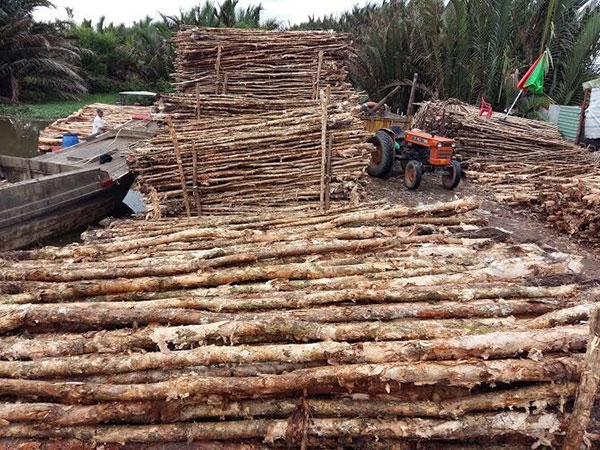 Lợi ích của việc sử dụng cây cừ tràm trong xây dựng.