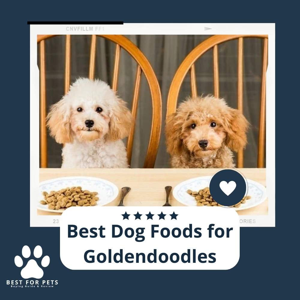 The 10 Best Dog Foods For Goldendoodles of 2022
