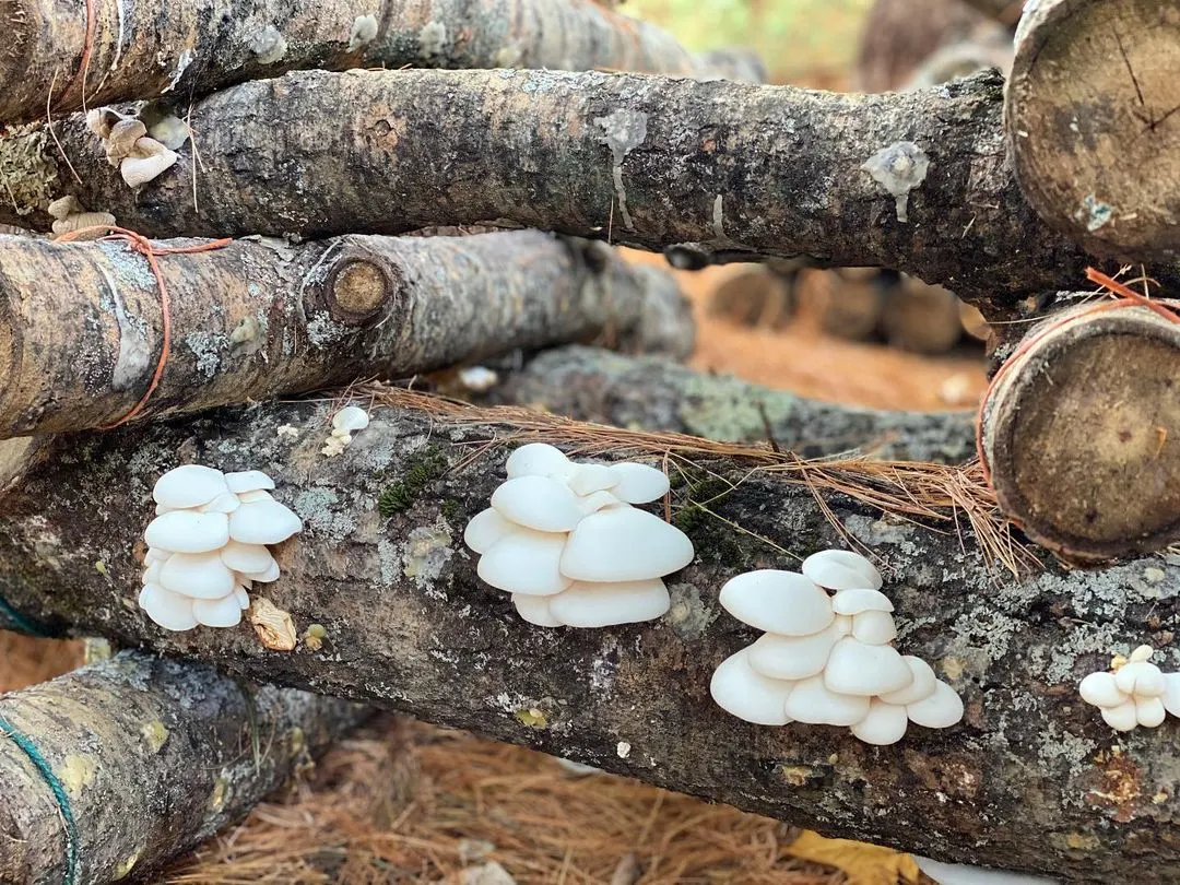 Best Logs For Mushroom Plugs of 2022 Best Logs For Mushroom Plugs of 2022