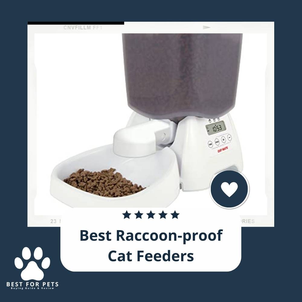 9 Best Raccoonproof Cat Feeders in 2022