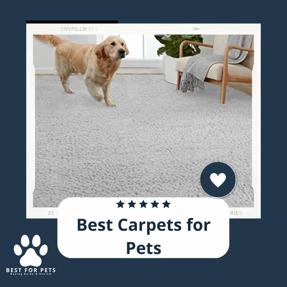15 Best Carpets for Pets in 2022 15 Best Carpets for Pets in 2022