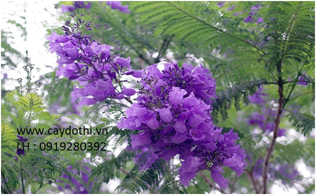cây phượng tím