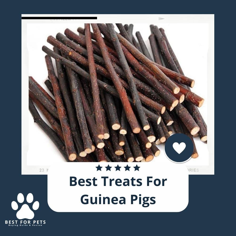 A Guinea Pig's Delight: Exploring the World of Natural Treats
