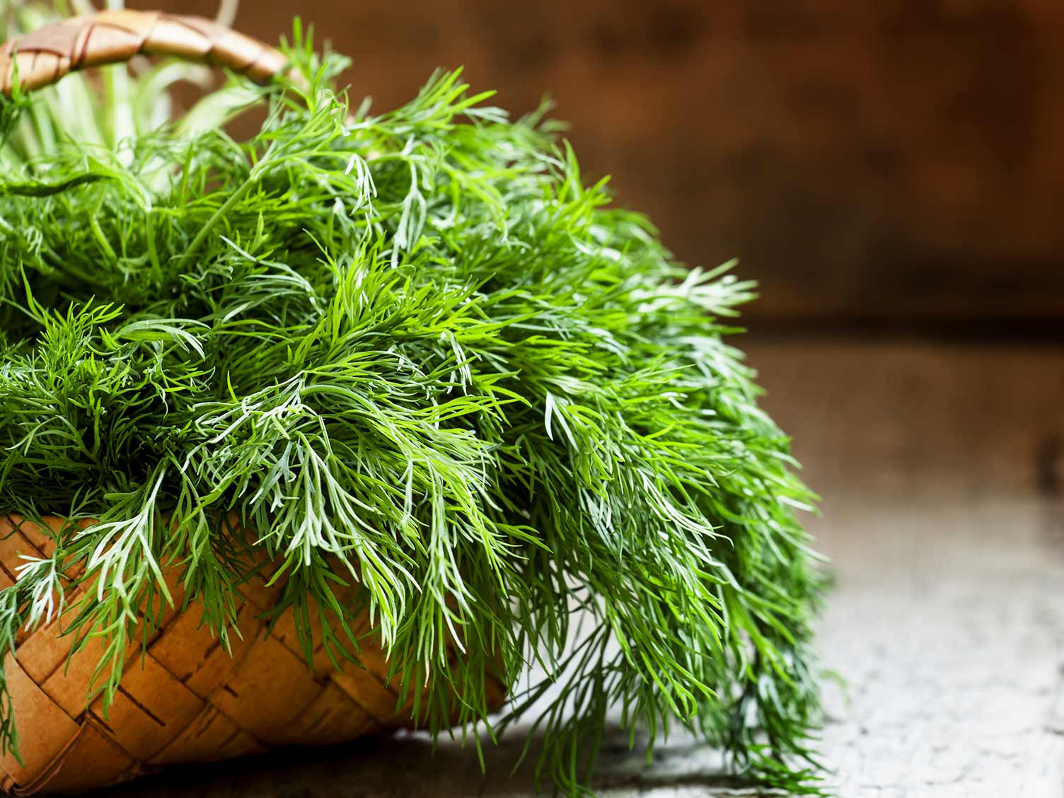 12 Best Dill Variety For Pickles We've Tested 2022 12 Best Dill Variety For Pickles We've Tested 2022
