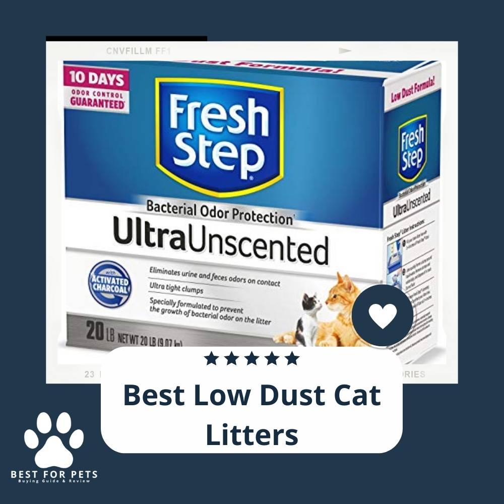 The 11 Best Low Dust Cat Litters of 2022