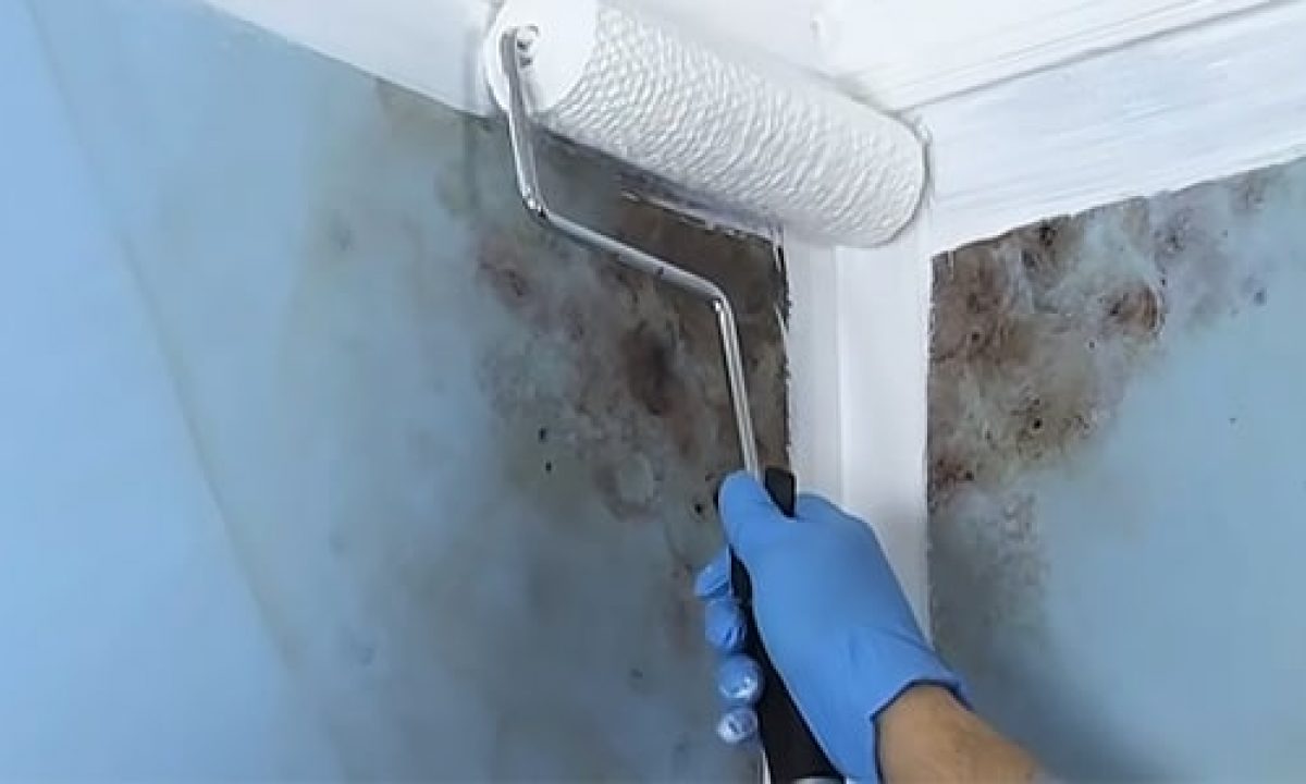 12 Best Mold Resistant Paint In 2022 12 Best Mold Resistant Paint In 2022