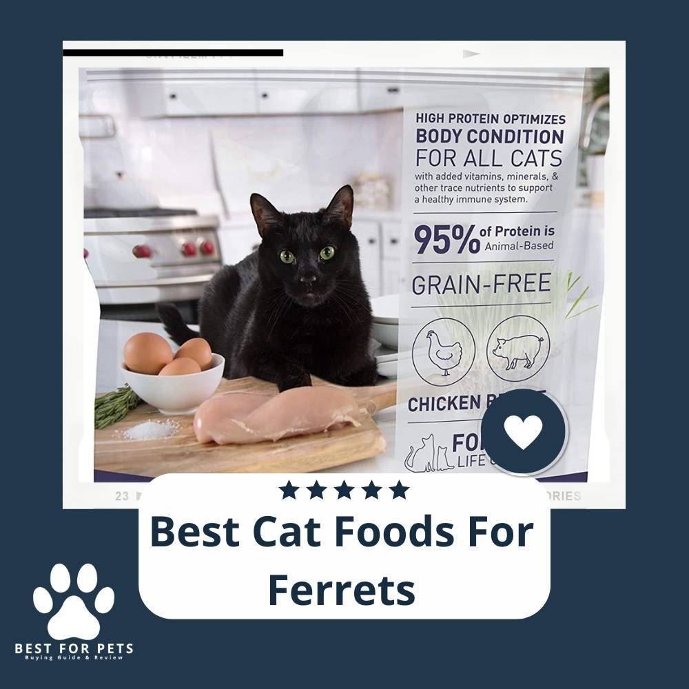 10 Best Cat Foods For Ferrets 2022 Reviews & Top Picks