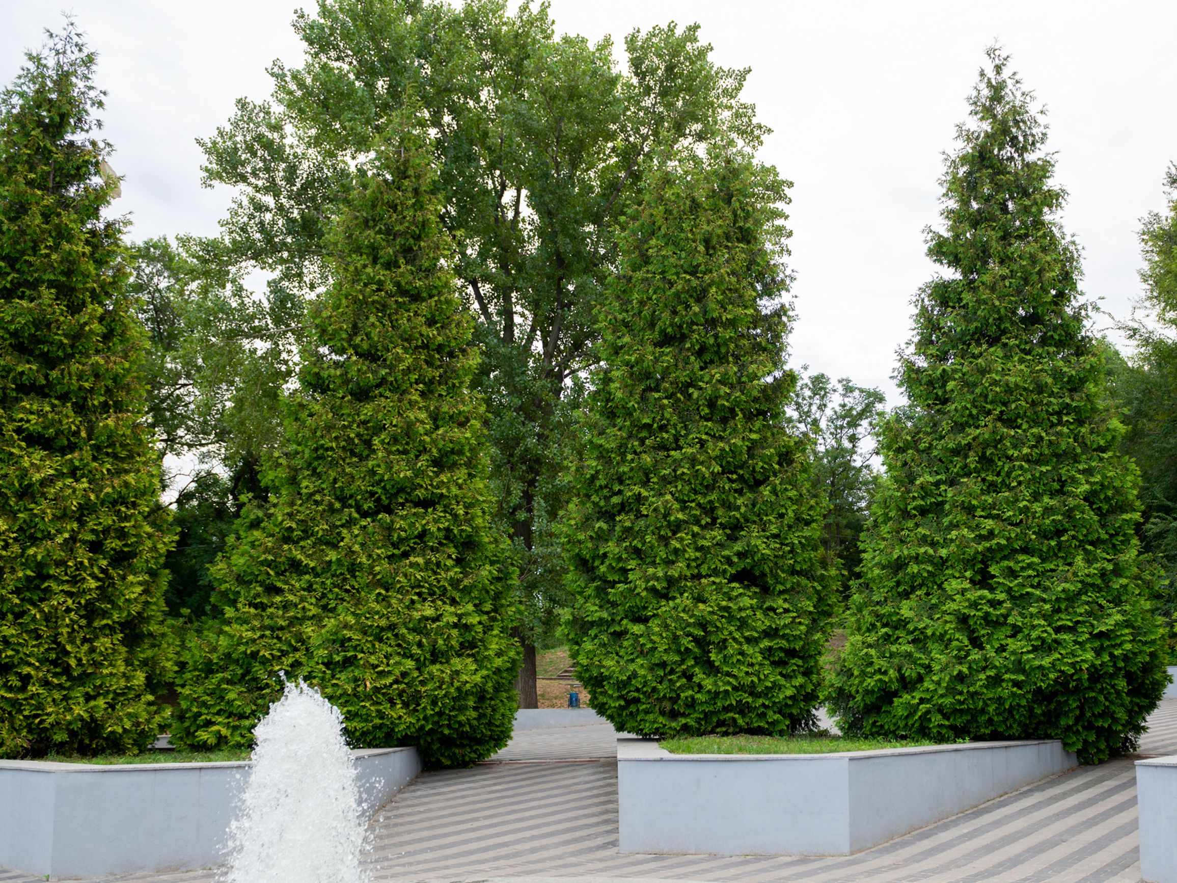 Best Fertilizer For Thuja Green Giant: - Our Top Picks 2022 Best Fertilizer For Thuja Green Giant: - Our Top Picks 2022