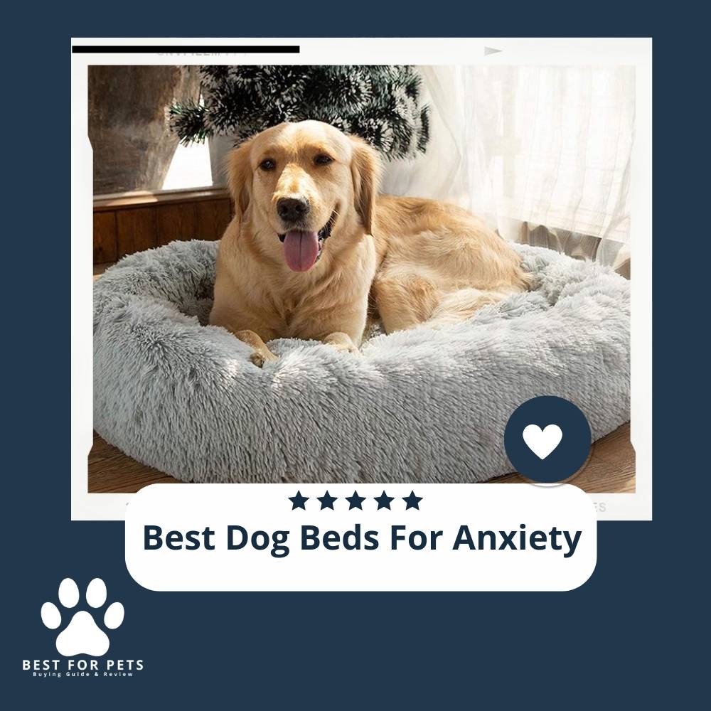 The 9 Best Dog Beds For Anxiety of 2023