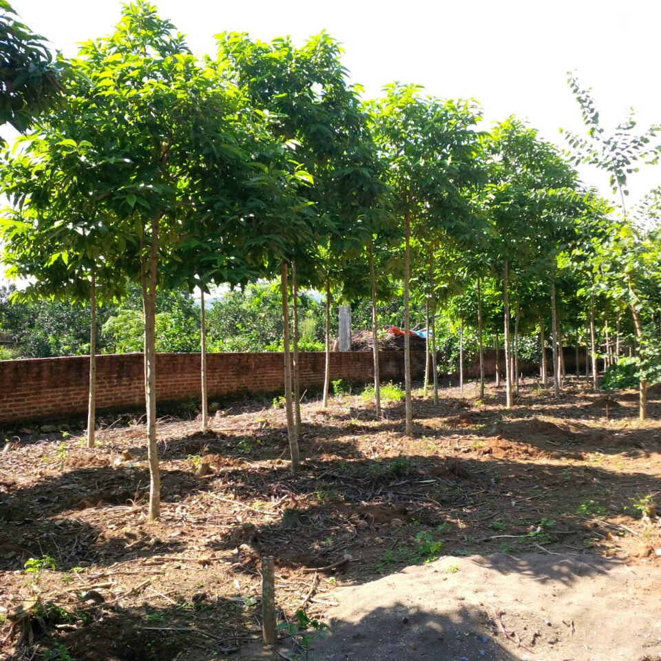 cây ngọc lan