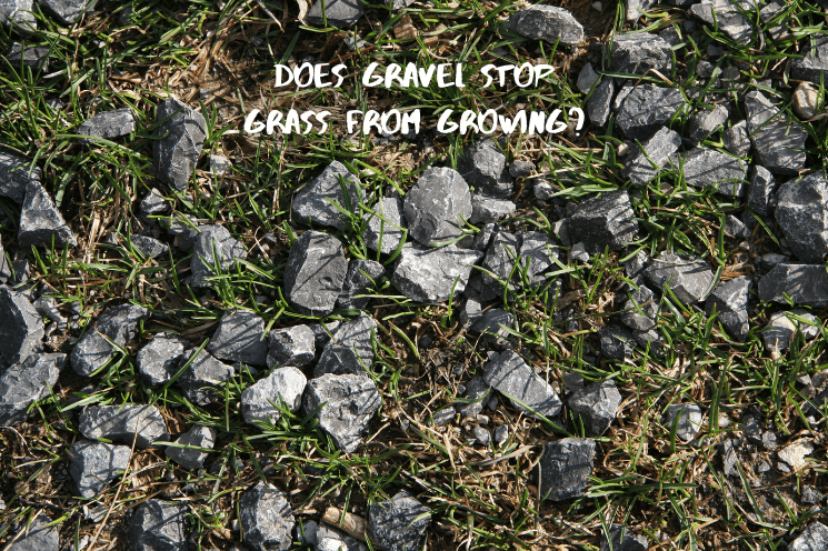 Will Grass Grow Through Gravel Will Grass Grow Through Gravel