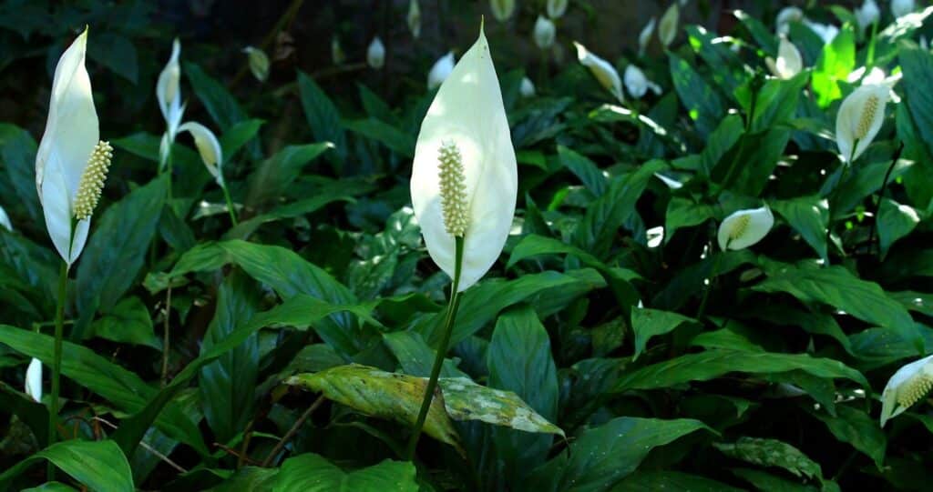 Best Fertilizer For Peace Lily of 2022 Best Fertilizer For Peace Lily of 2022