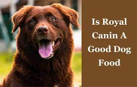 Top 10 Royal Canin Wet Dog Food Review Of 2023 Top 10 Royal Canin Wet Dog Food Review Of 2023