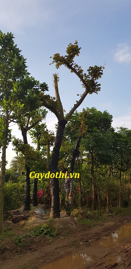 cây vú sữa