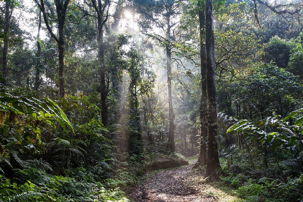 What is the Best Rainforest to Visit? What is the Best Rainforest to Visit?