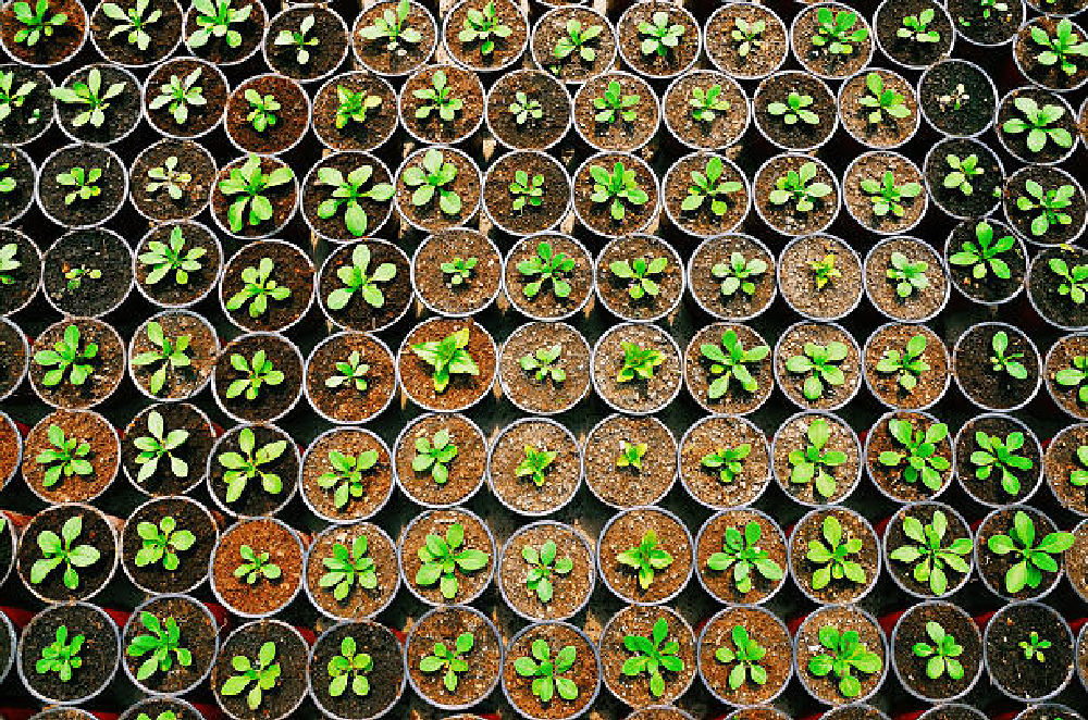 How To Buy The Best Heirloom Seeds in 2022 How To Buy The Best Heirloom Seeds in 2022