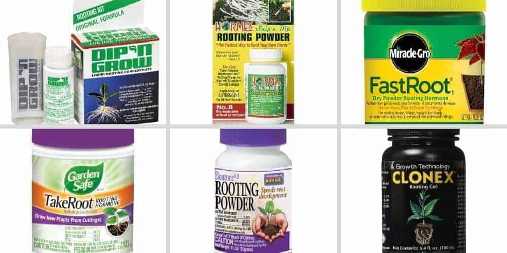 Best Rooting Hormone of 2022 Best Rooting Hormone of 2022