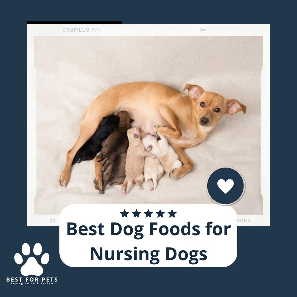 The 8 Best Dog Foods For Nursing Dogs of 2023