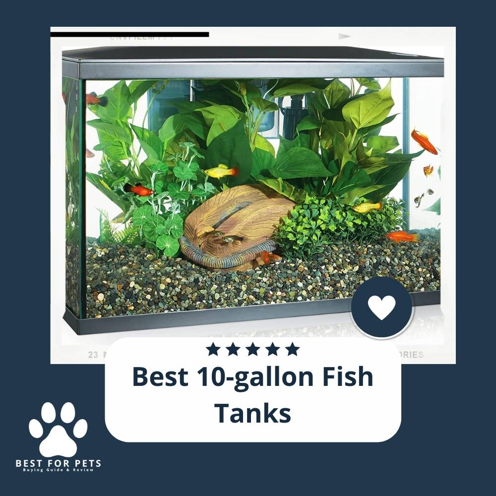 The 9 Best 10-gallon Fish Tanks of 2022 The 9 Best 10-gallon Fish Tanks of 2022