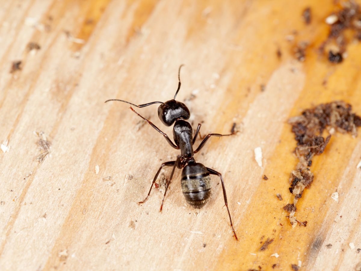 Best Product To Get Rid Of Carpenter Ants For 2023 Best Product To Get Rid Of Carpenter Ants For 2023