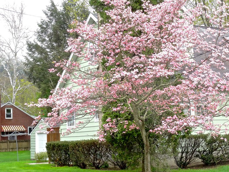 Best Fertilizer For Dogwood Trees of 2022 Best Fertilizer For Dogwood Trees of 2022