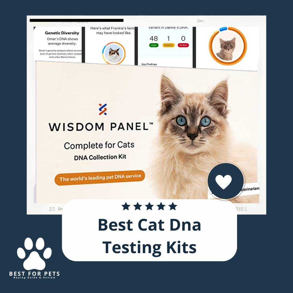 The 6 Best Cat Dna Testing Kits of 2023