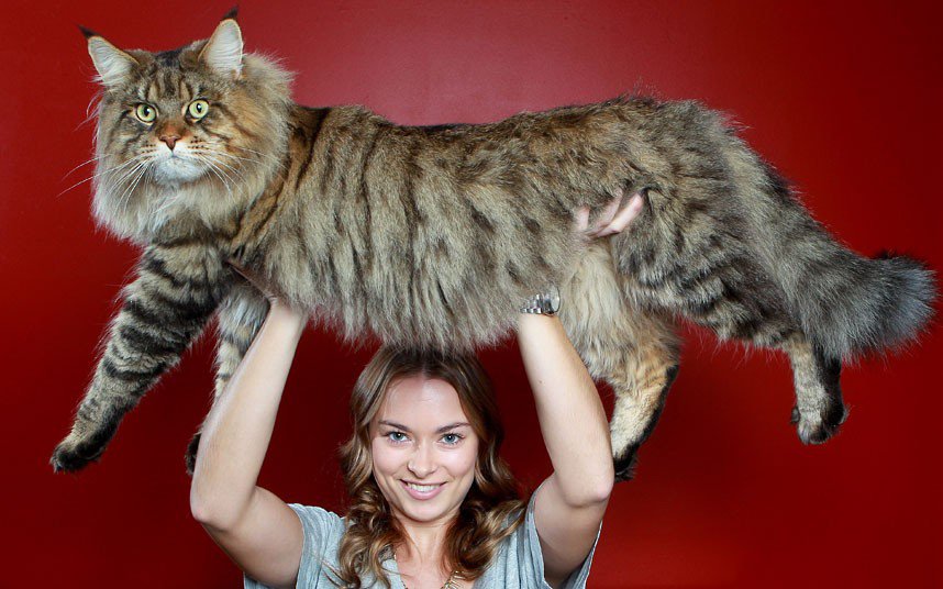 All About Maine Coon Cats All About Maine Coon Cats