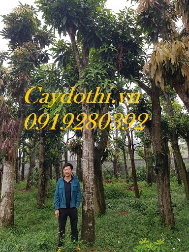cây xoài cỡ lớn