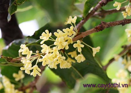 hoa cây mộc hương