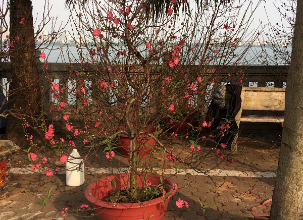 đào tết làm quà tặng
