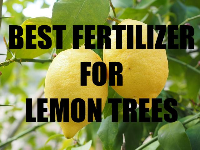 Best Fertilizer For Lemon Tree : Review And Buying Guide Best Fertilizer For Lemon Tree : Review And Buying Guide
