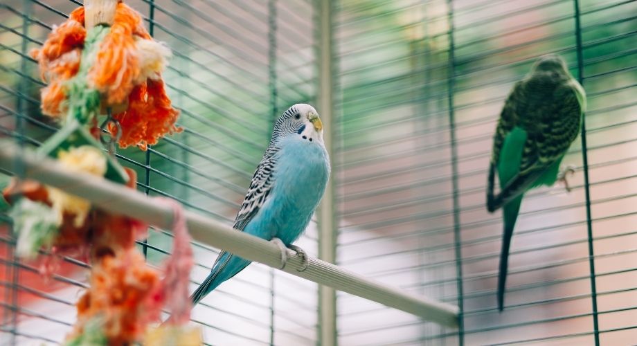 Best Bird Cage For Conure Of 2022: Completed List Best Bird Cage For Conure Of 2022: Completed List