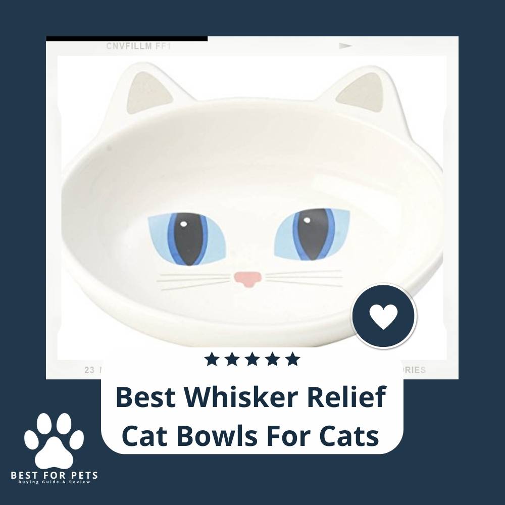 10 Best Whisker Relief Cat Bowls For Cats in 2023